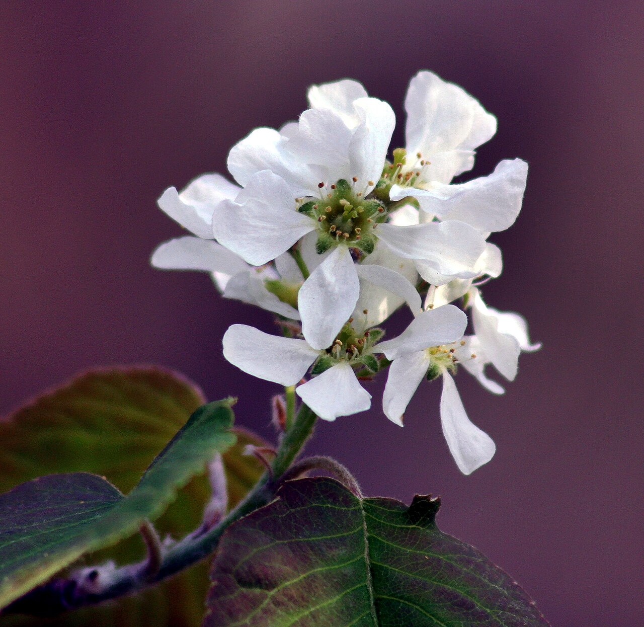 Amelanchier × spicata
