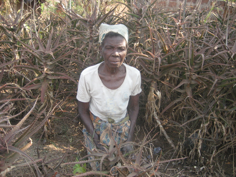 Aloe dawei