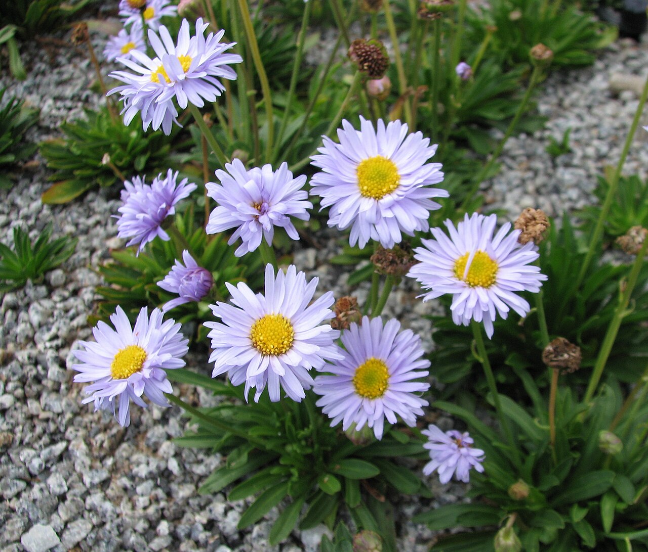 Tufted daisy