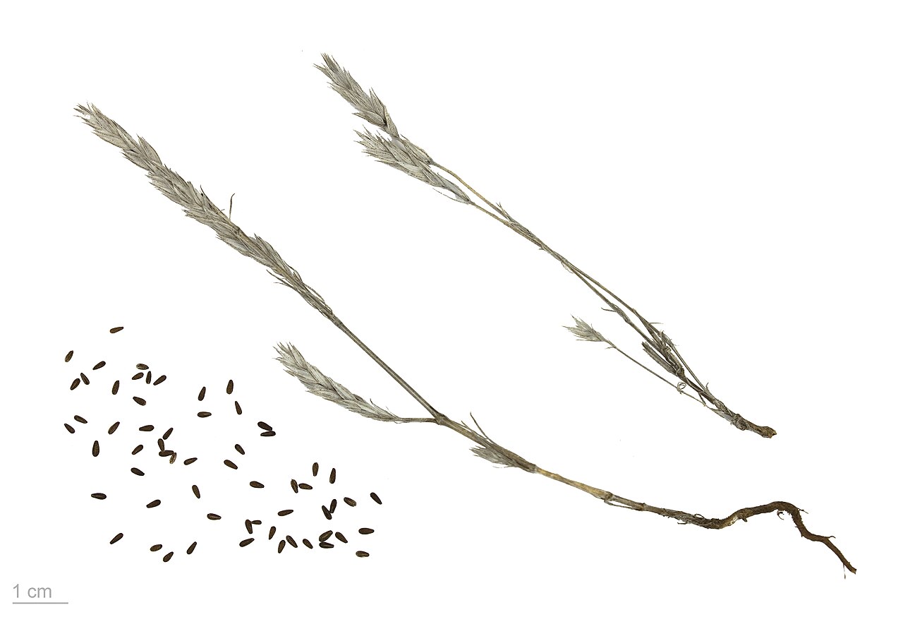 Crucianella
