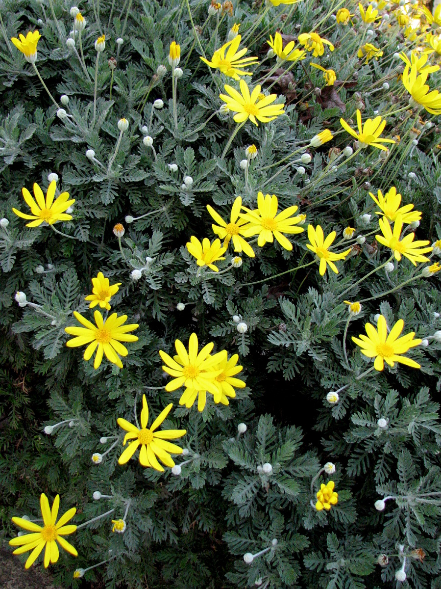 Euryops pectinatus