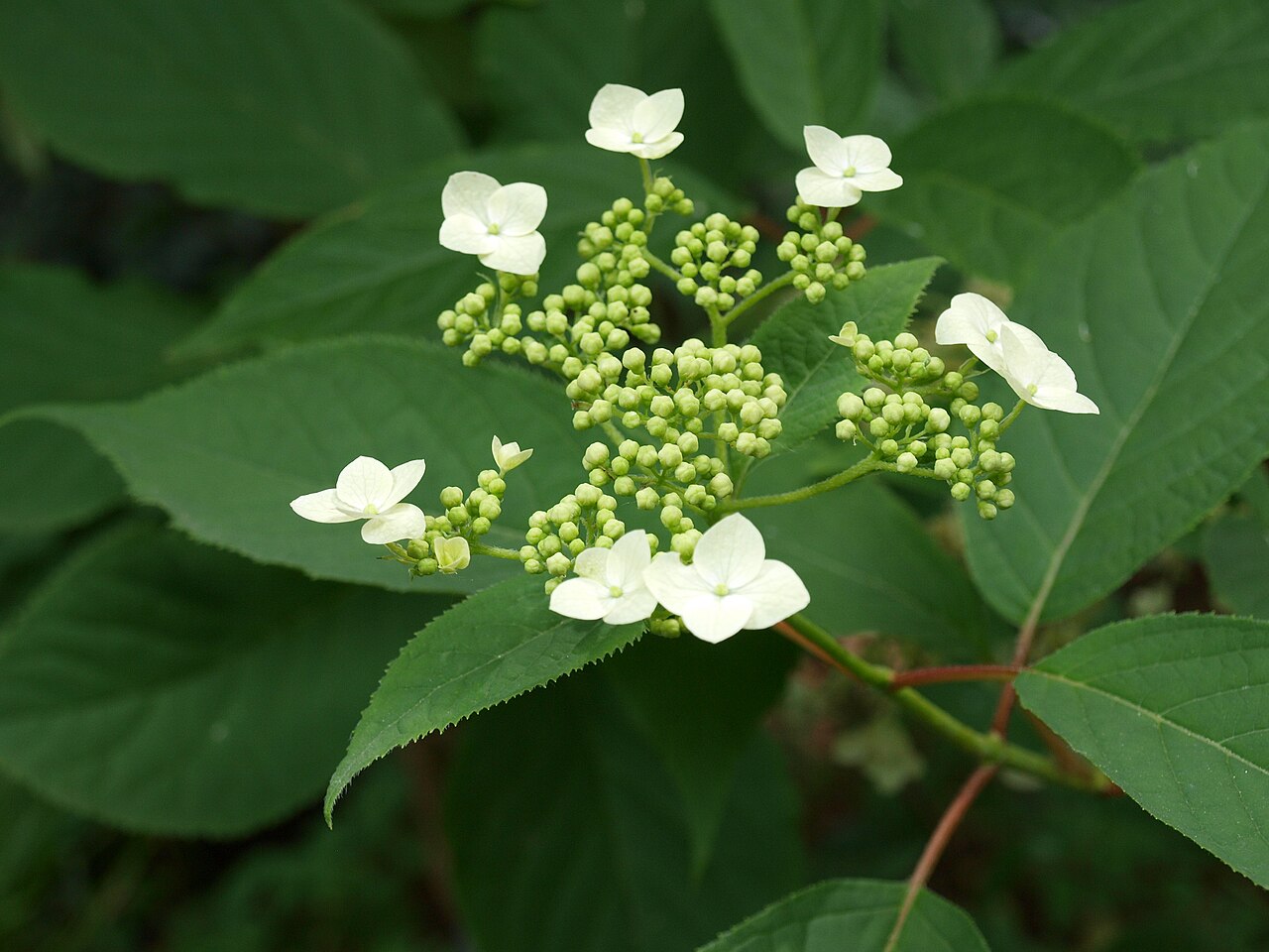 Hydrangea xanthoneura