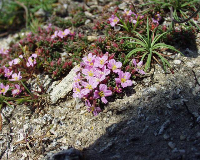 Frankenia laevis