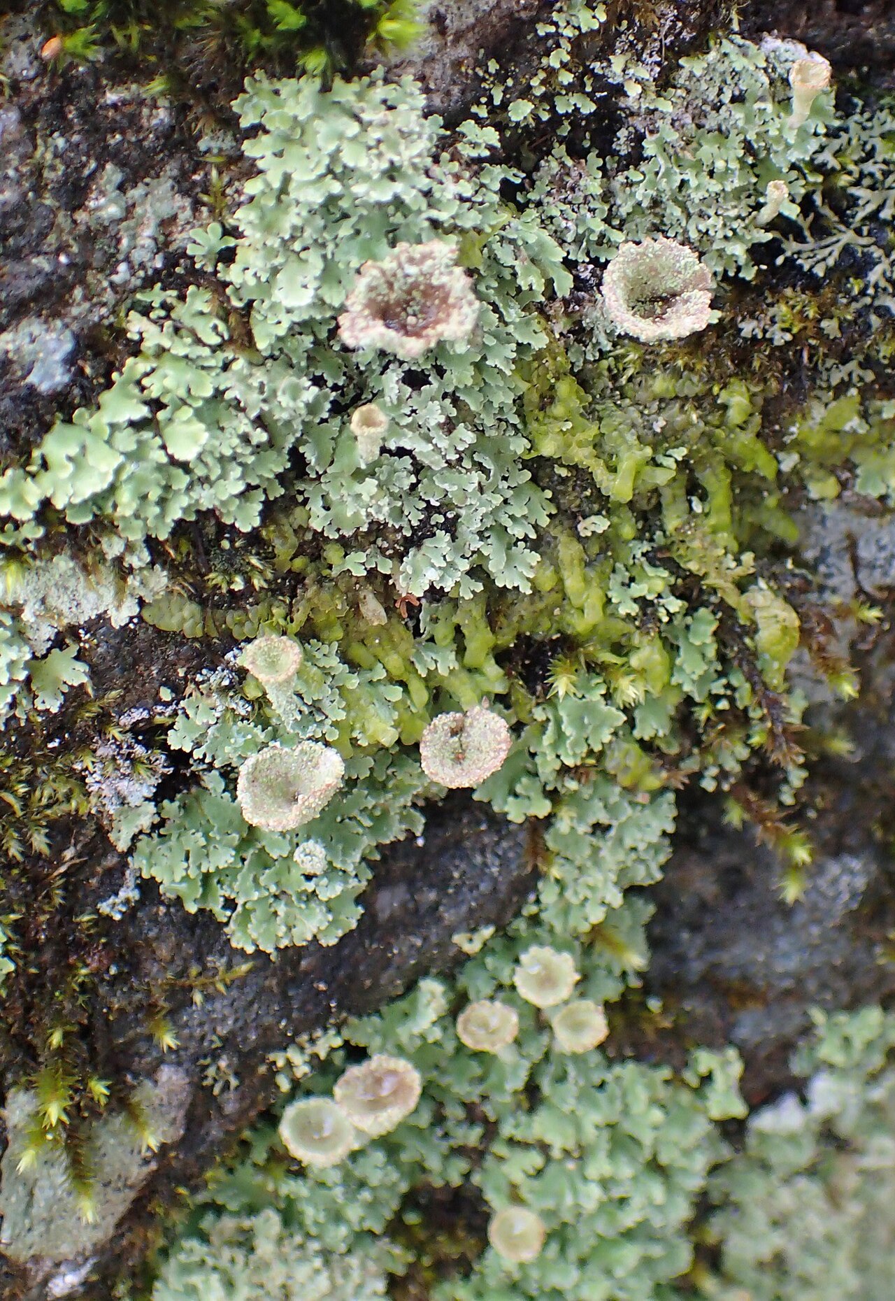 Cladonia chlorophaea