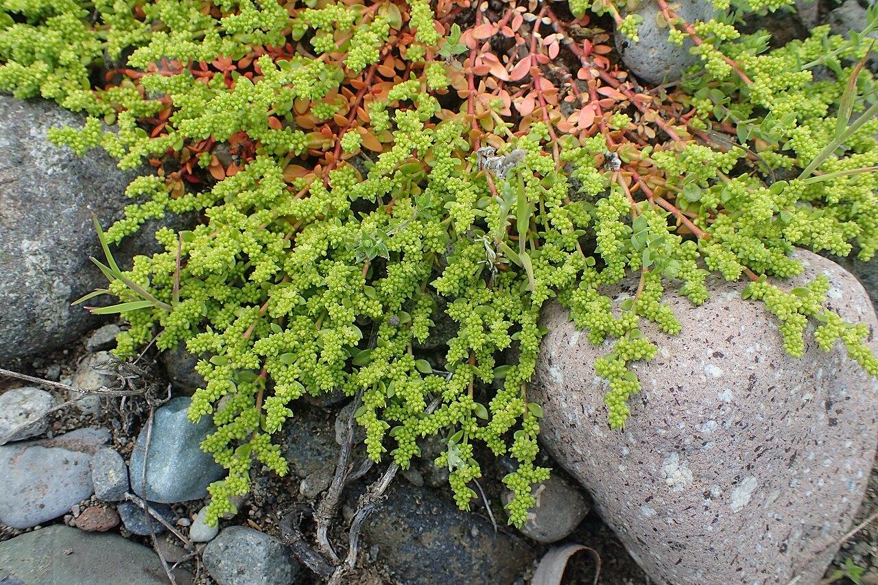 Herniaria caucasica