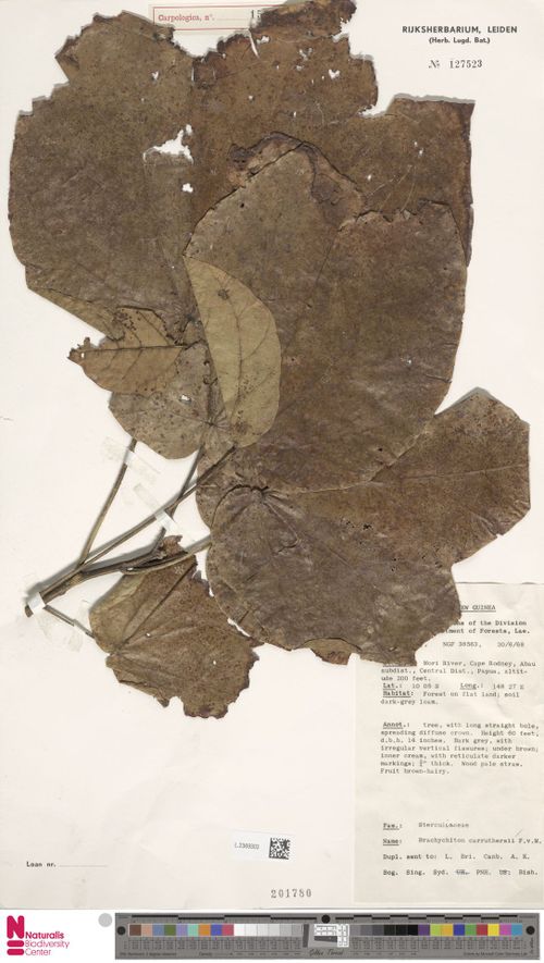 Brachychiton carruthersii