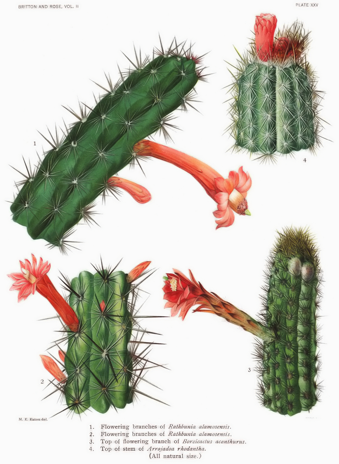 Stenocereus alamosensis
