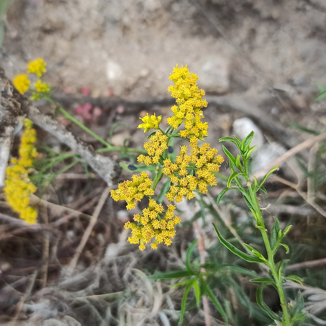 Gymnosperma glutinosum