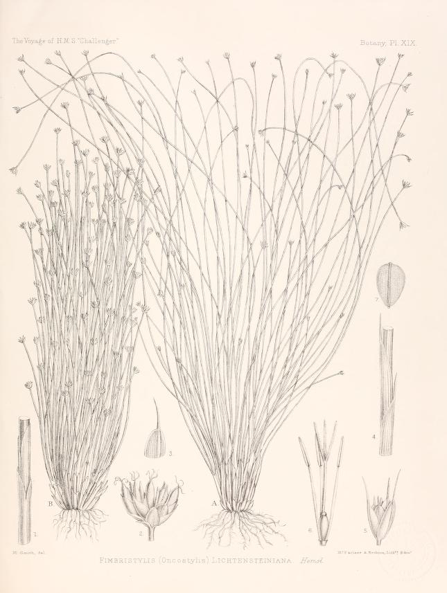 Bulbostylis lichtensteiniana