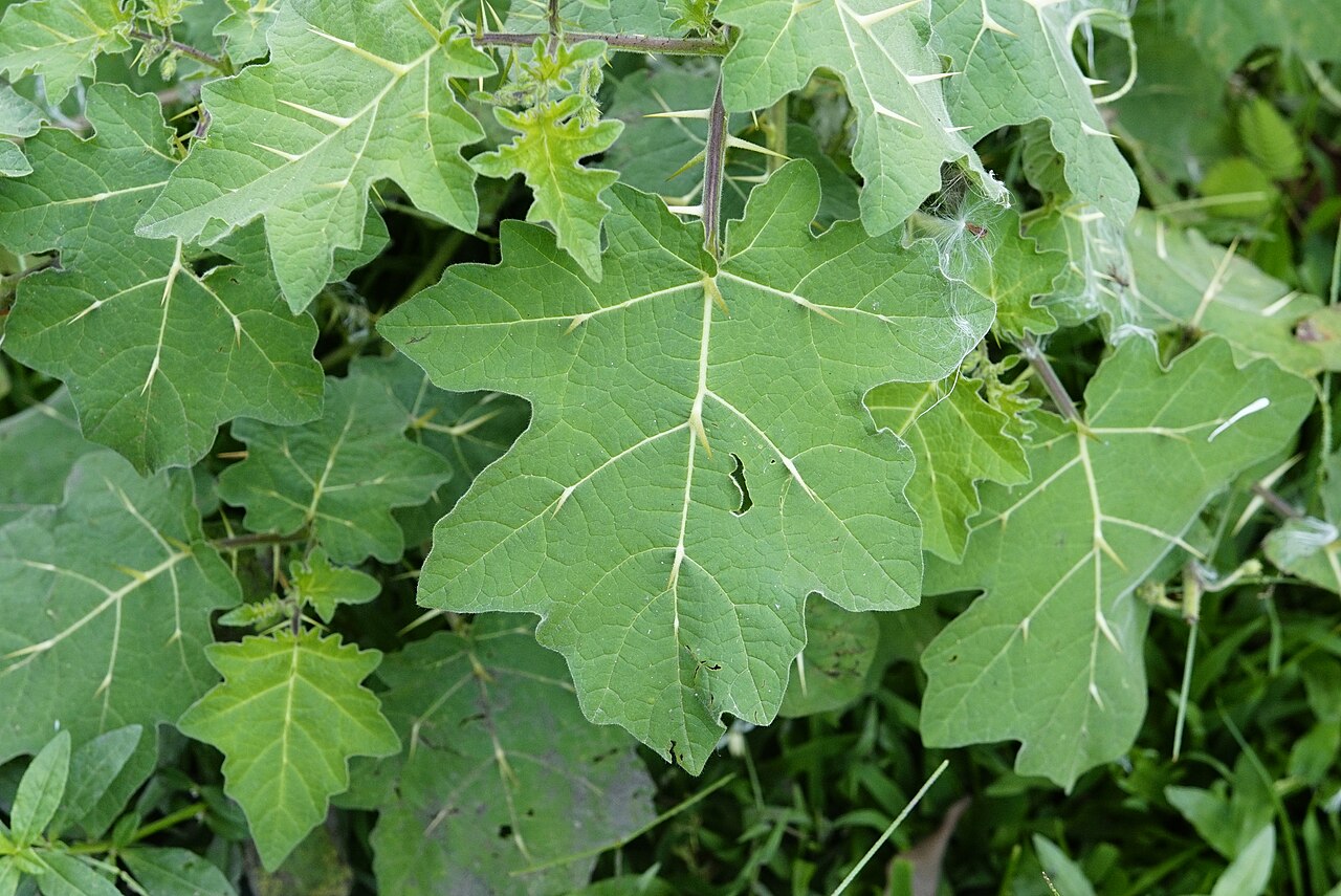 Solanum virginianum