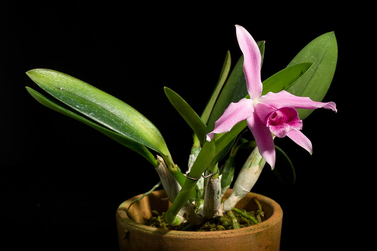 Mirabilis pumila