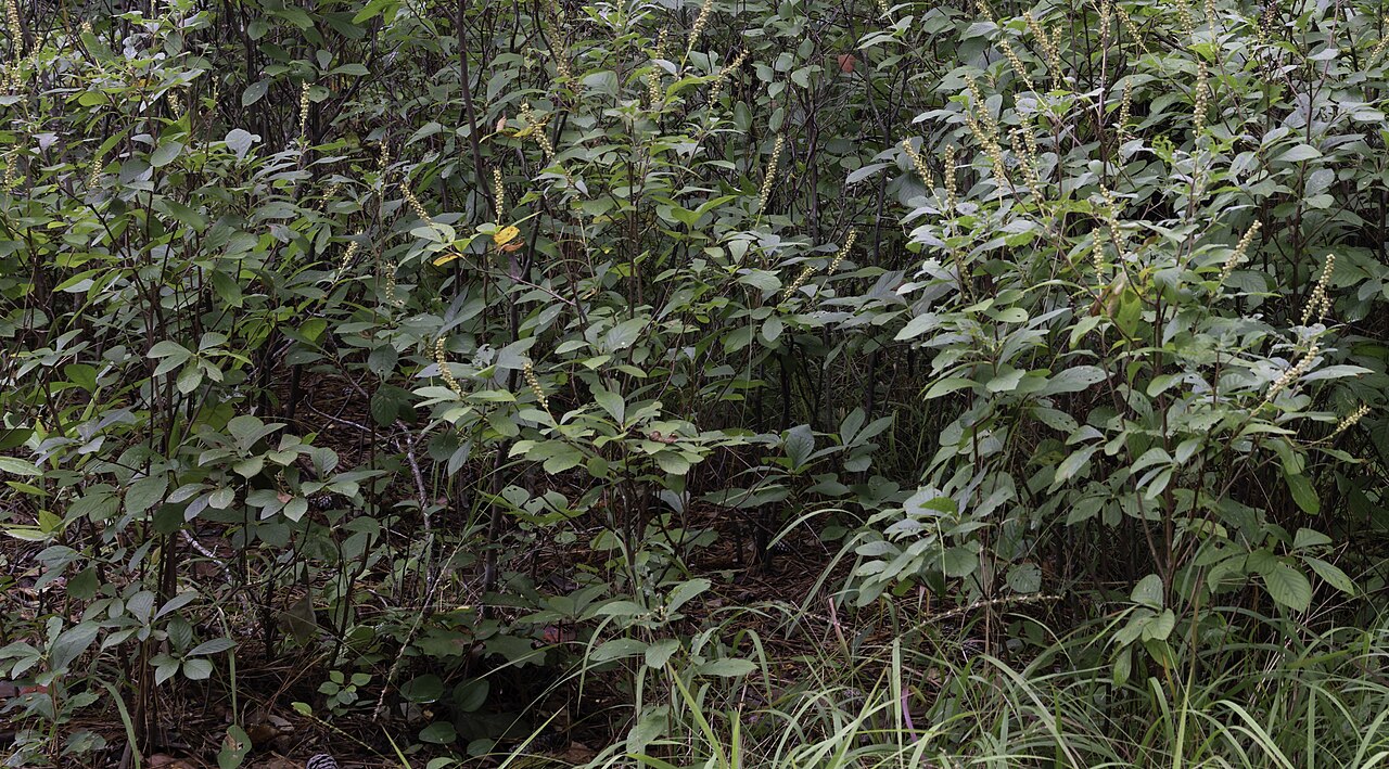 Clethra alnifolia