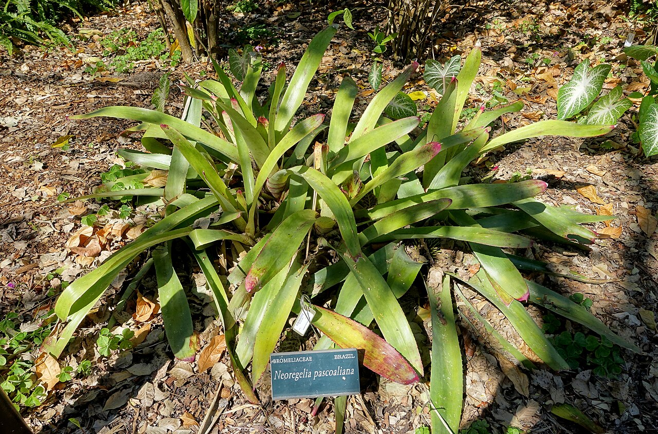Neoregelia pascoaliana