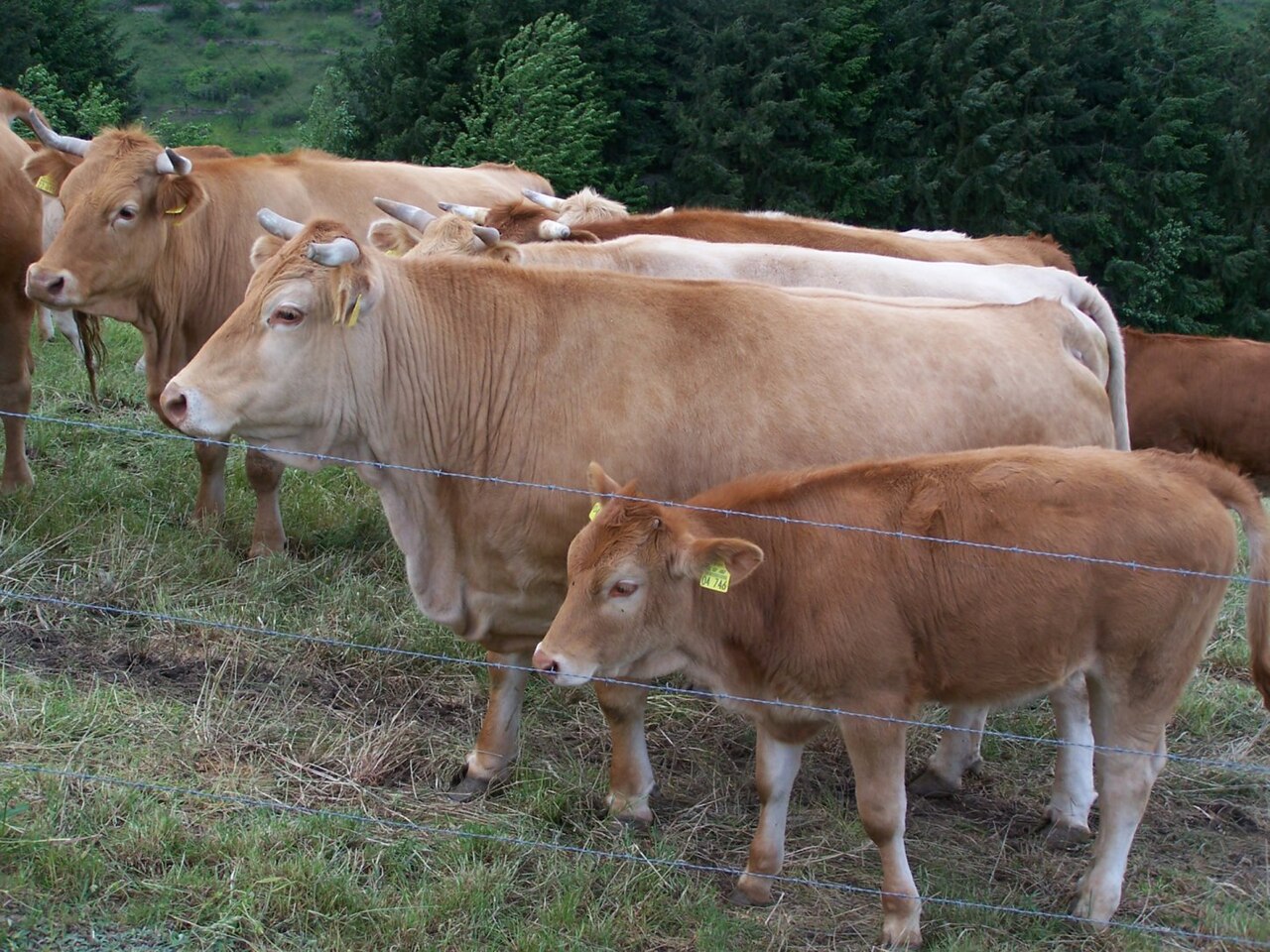 Glan Cattle
