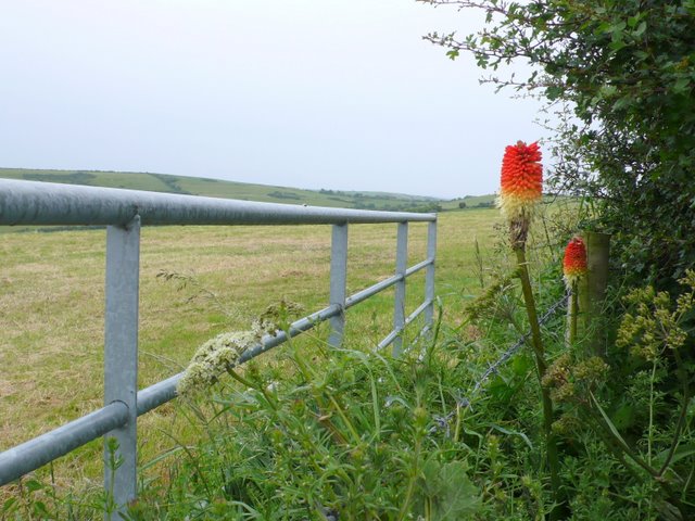 Kniphofia multiflora