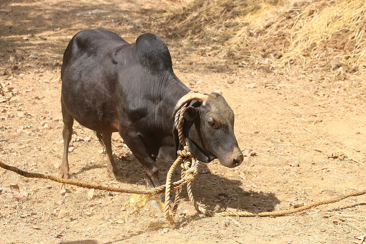 Kasaragod Dwarf Cattle