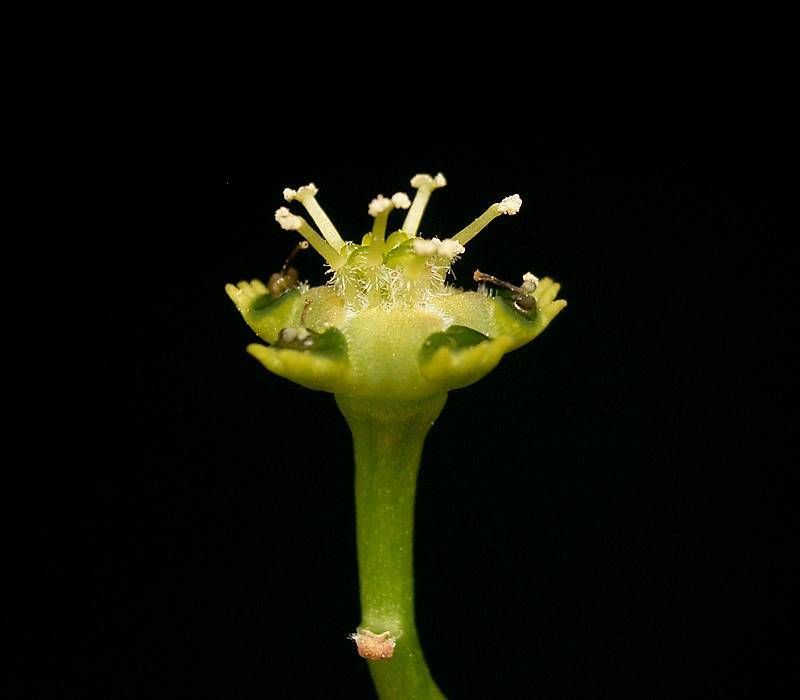 Euphorbia albipollinifera