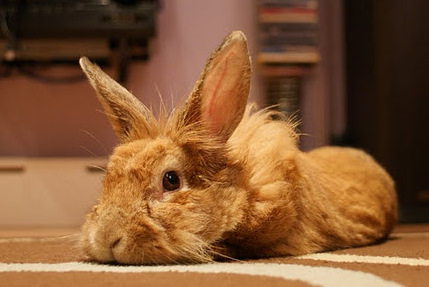 Lionhead rabbit