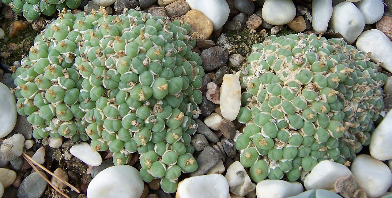 Conophytum saxetanum