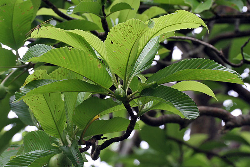 Doliocarpus rolandri