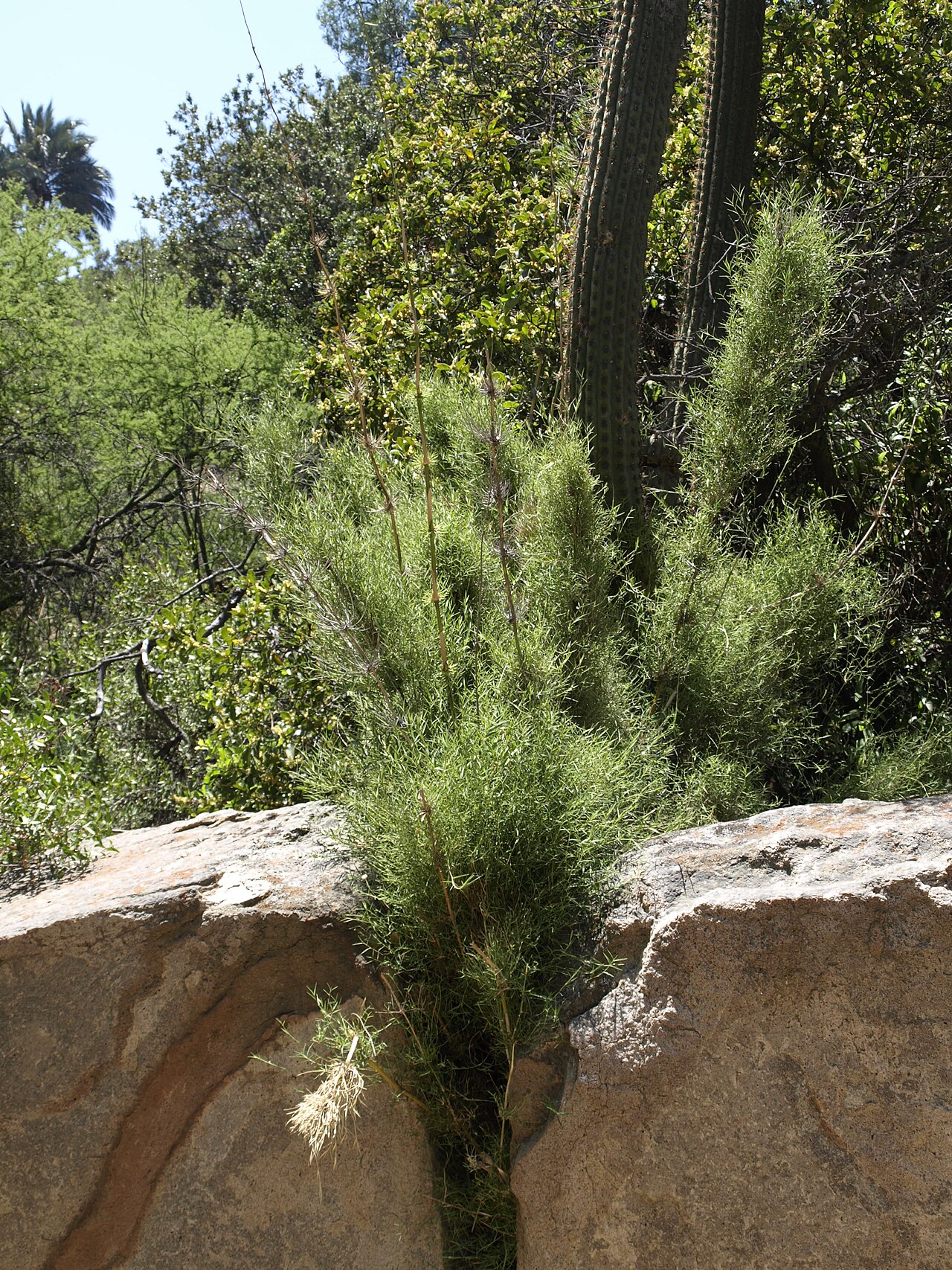 Chusquea cumingii