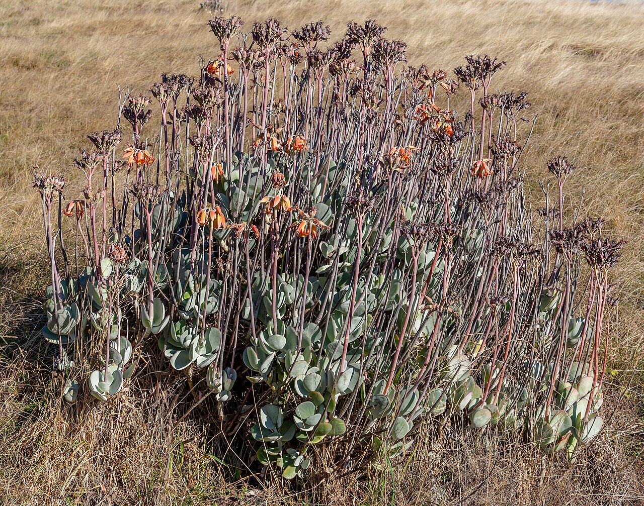 Cotyledon orbiculata
