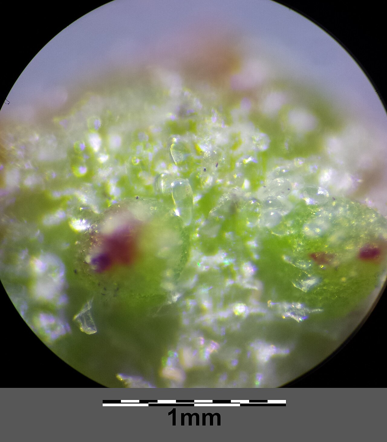 Atriplex intracontinentalis