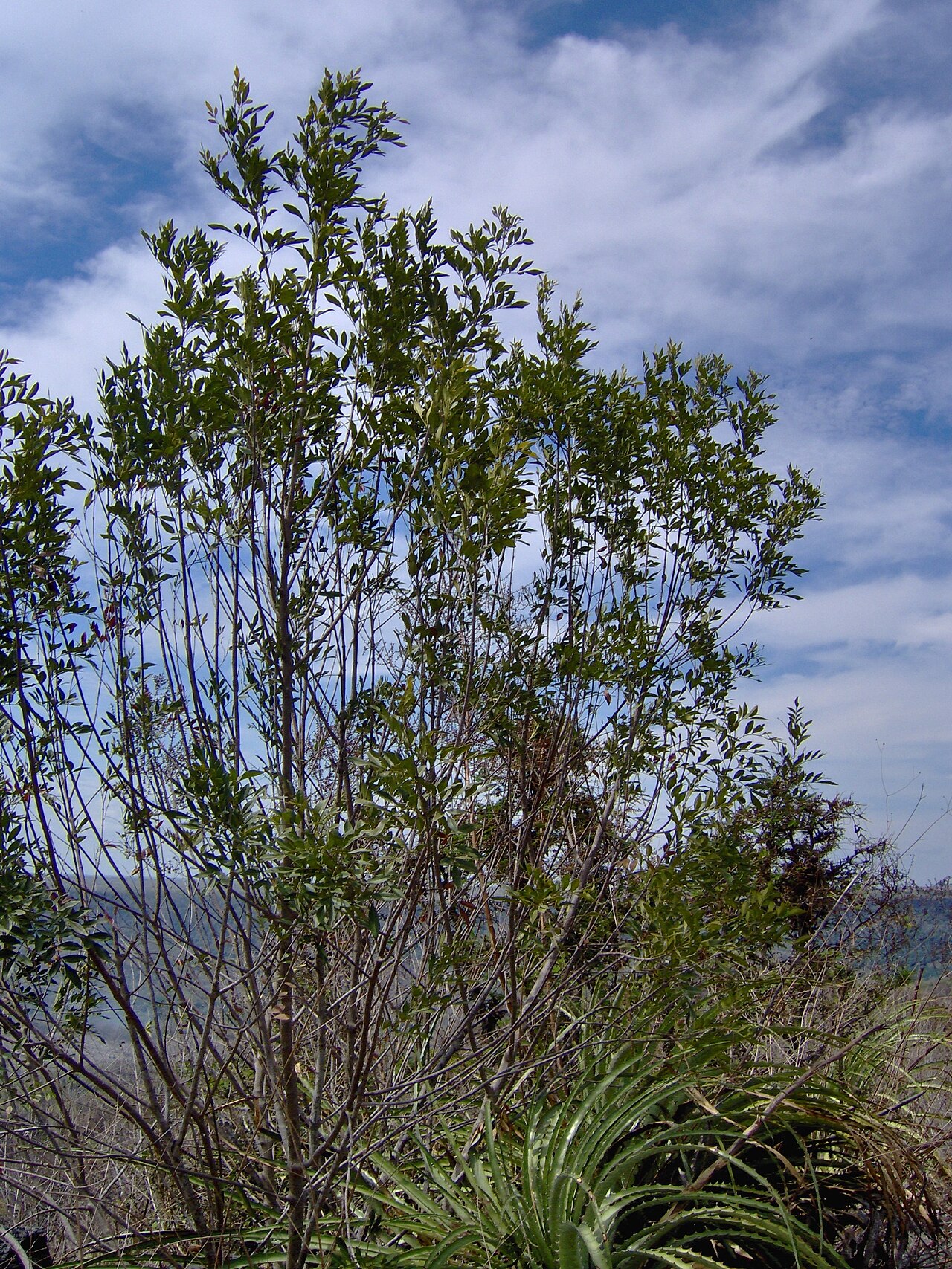 Fraxinus schiedeana