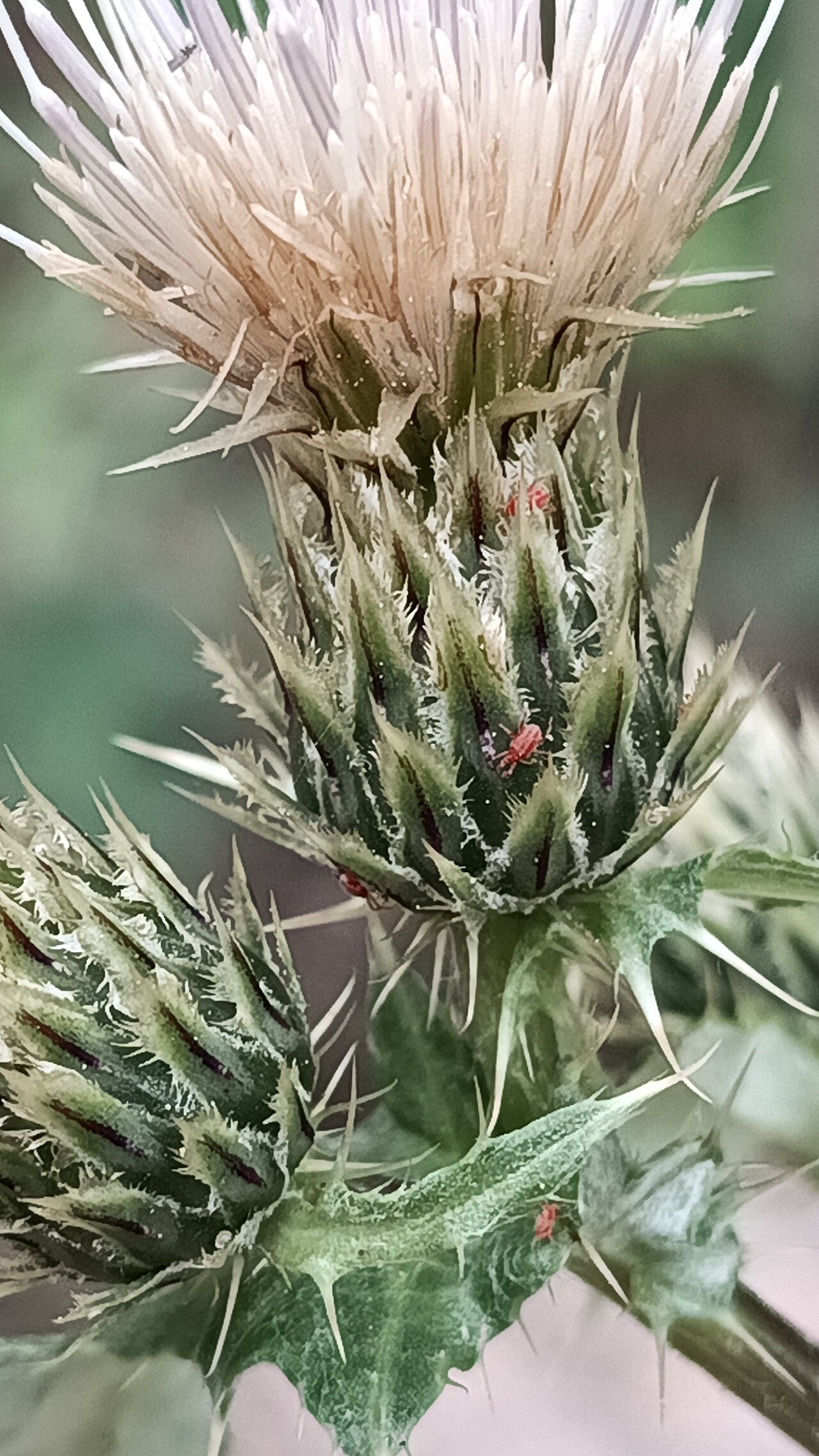 Cirsium centaureae