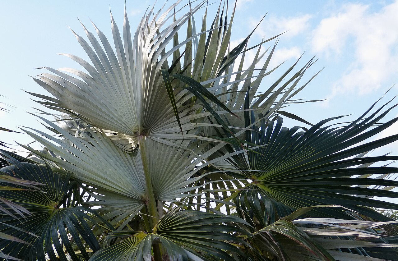 Coccothrinax litoralis