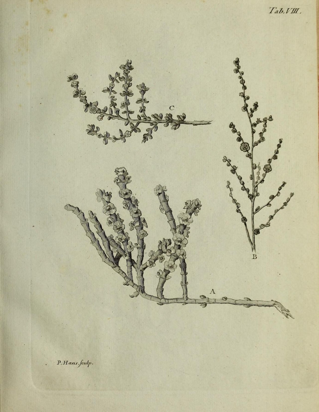 Caroxylon inermis