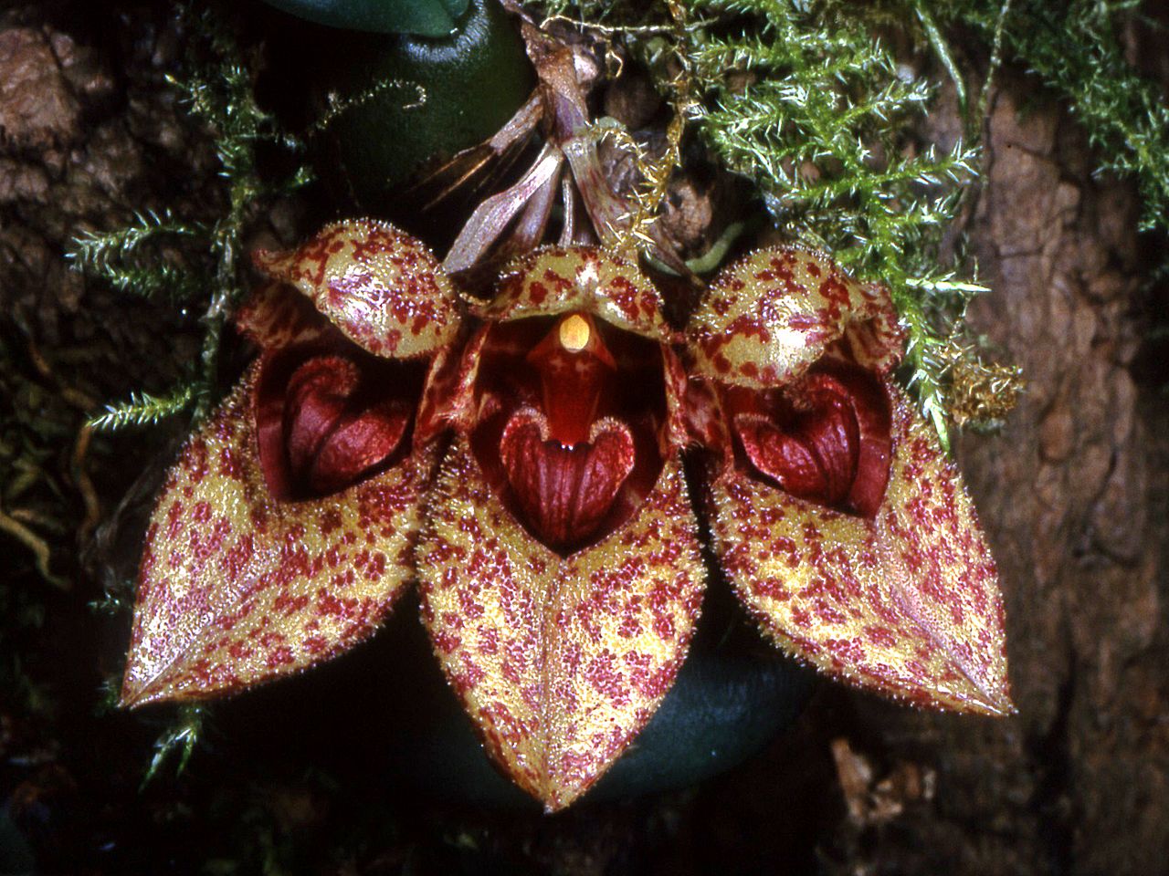 Frost's bulbophyllum or Dutchman's shoes