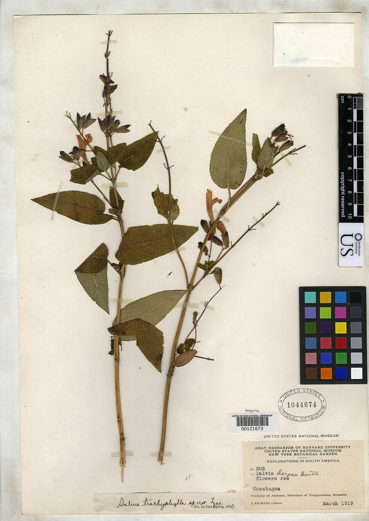 Salvia trachyphylla