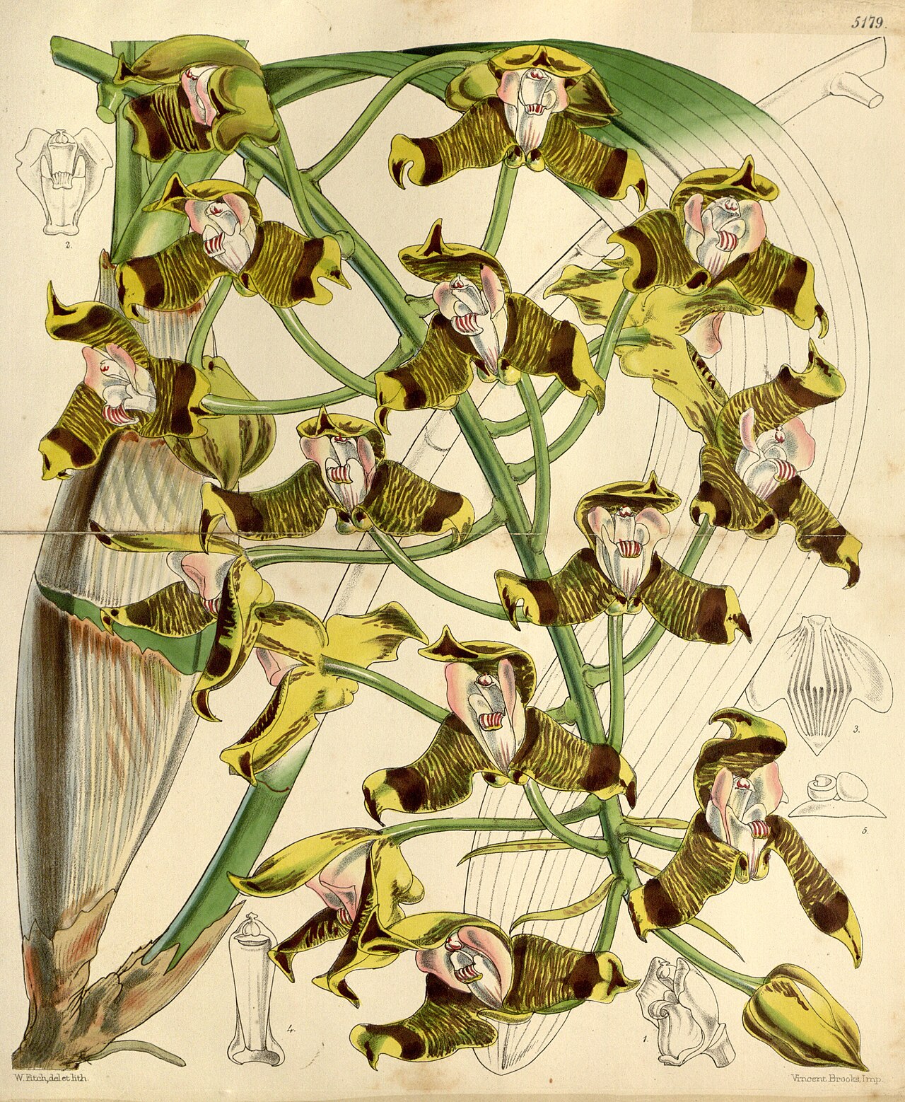 Grammangis ellisii