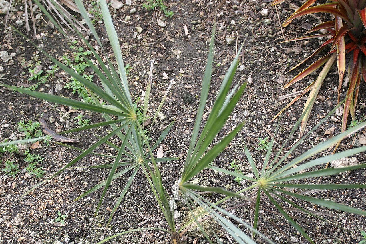 Coccothrinax gracilis