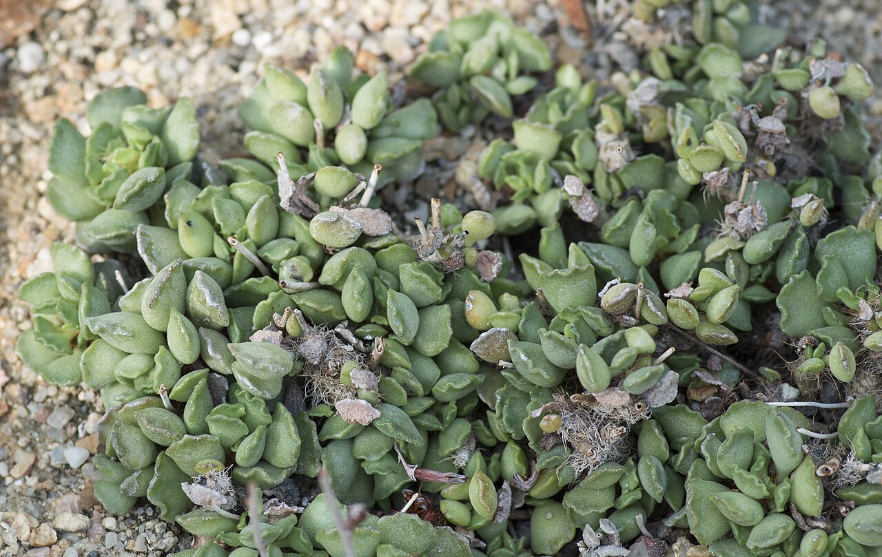 Adromischus cristatus