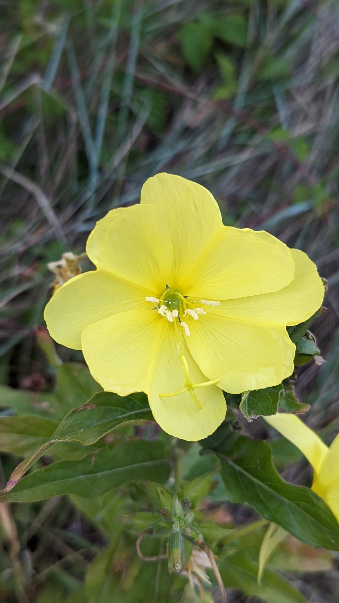 Oenothera oehlkersii
