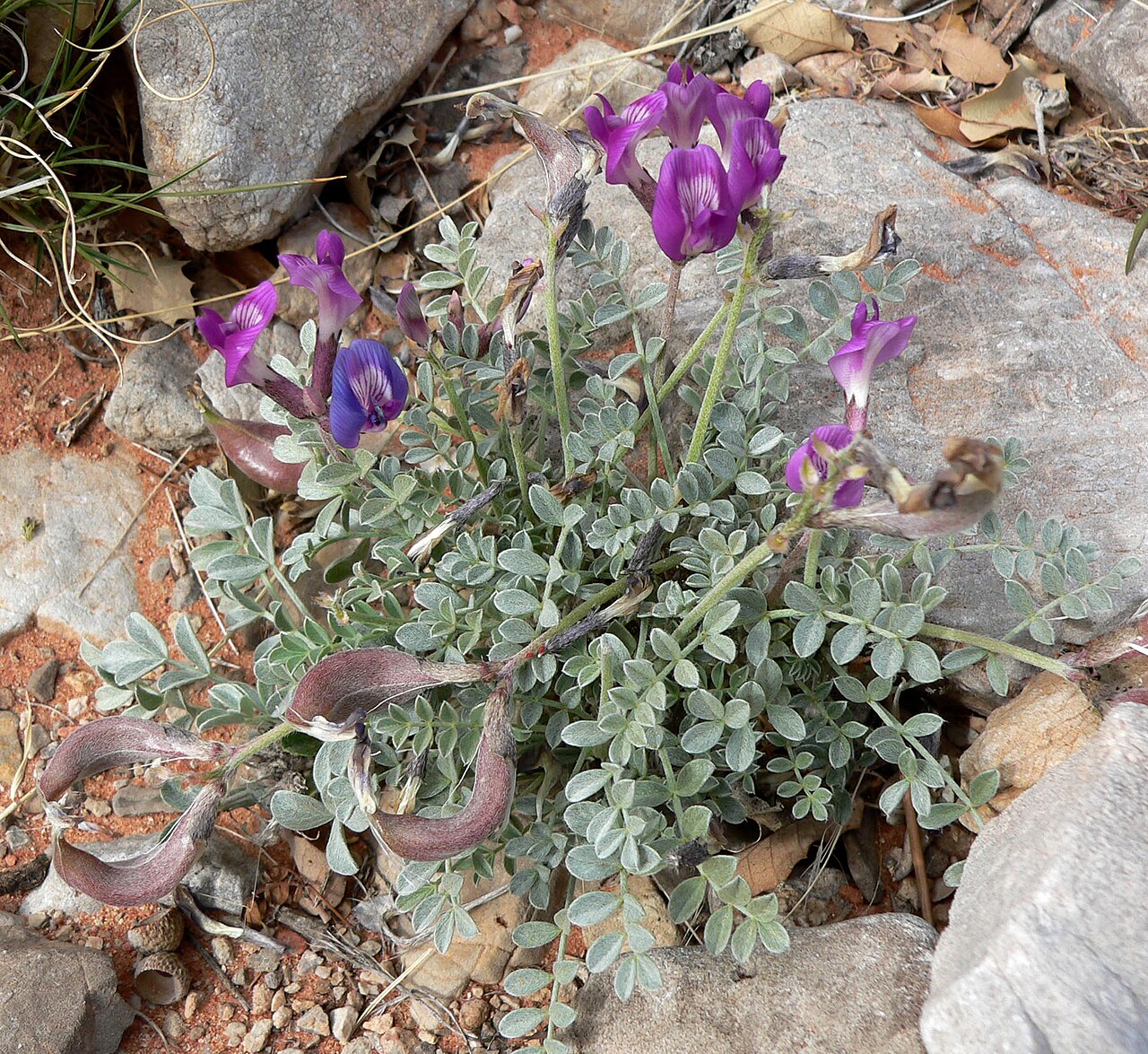 Astragalus amphioxys