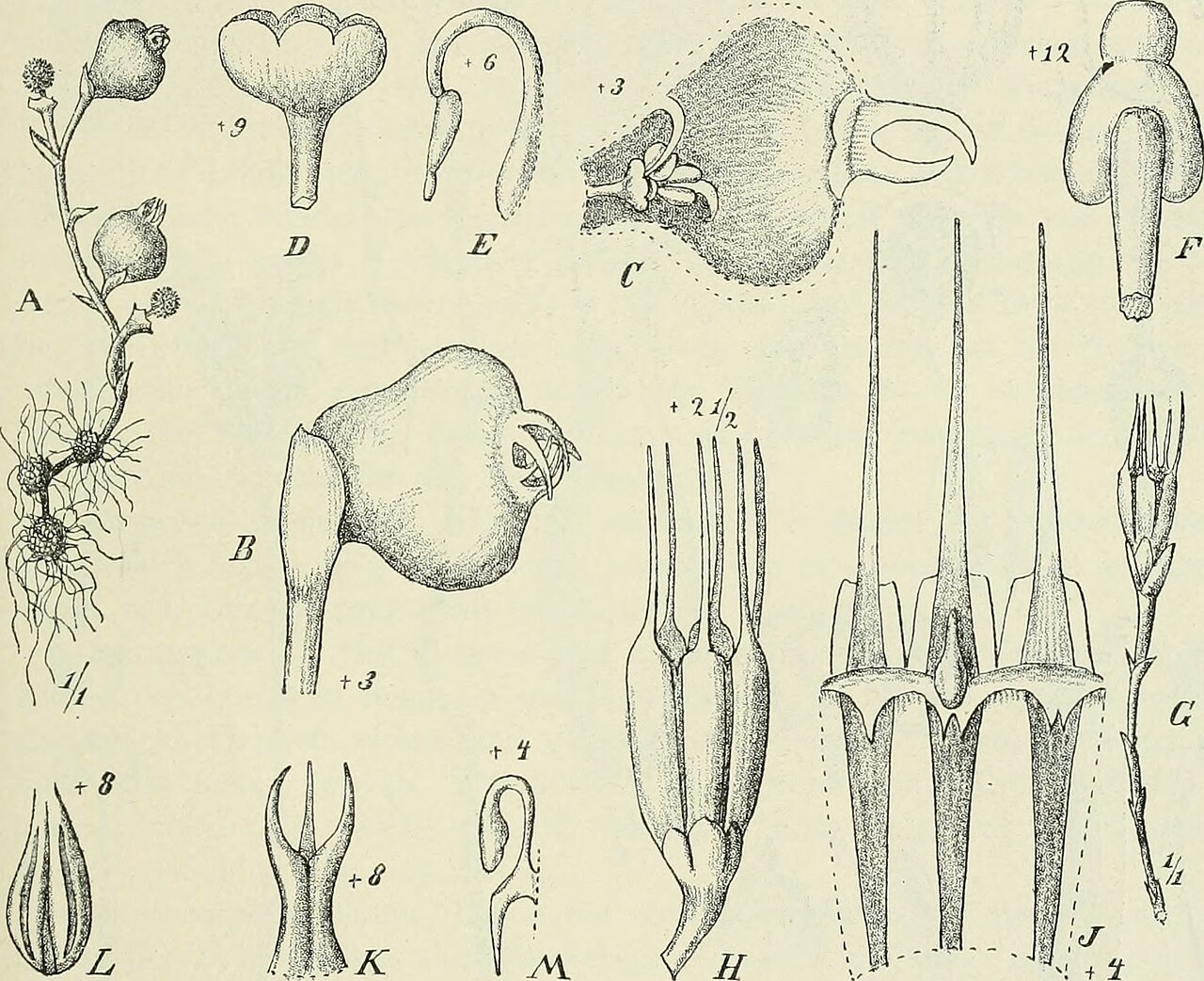 Afrothismia pachyantha