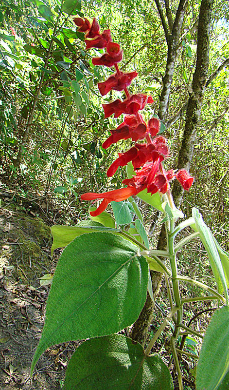 Salvia libanensis