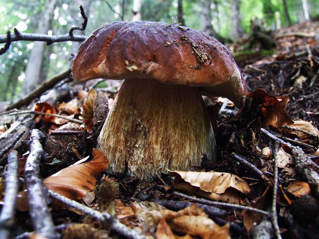Boletus aureus