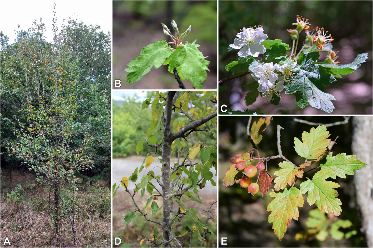 Malus florentina