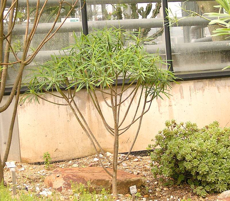 Euphorbia tuckeyana