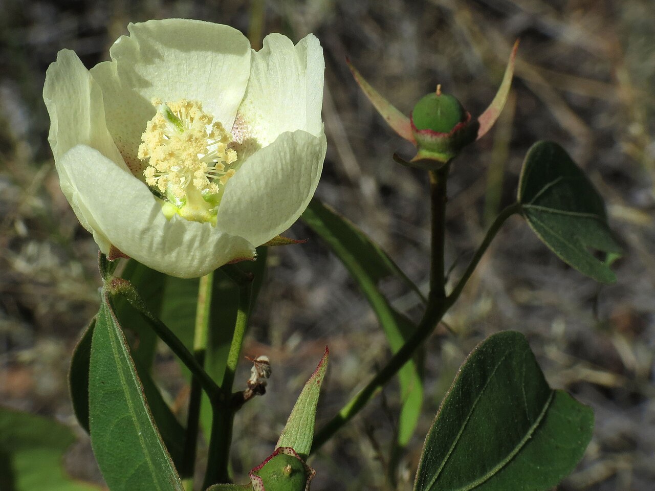 Arizona wild cotton