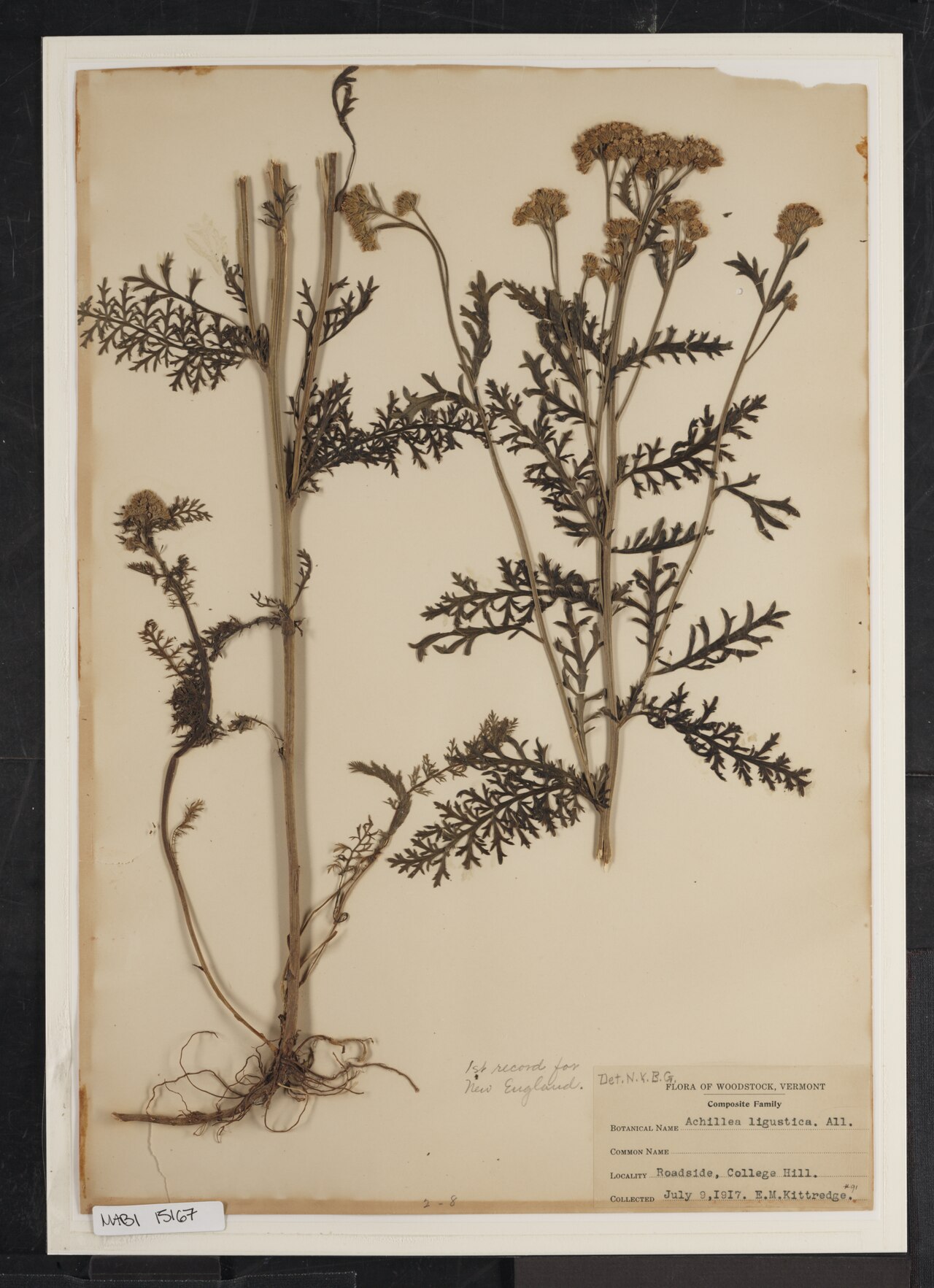 Achillea ligustica