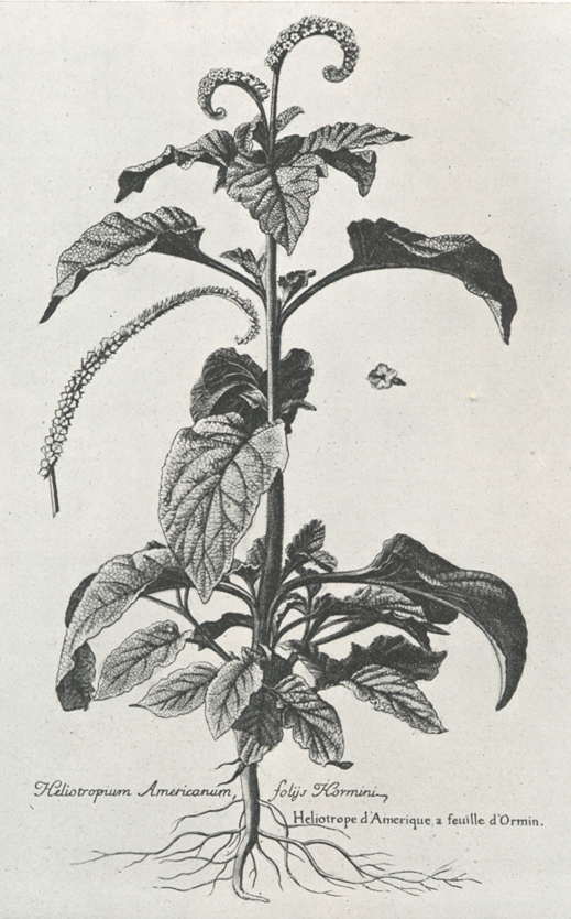 Indian heliotrope or Indian turnsole