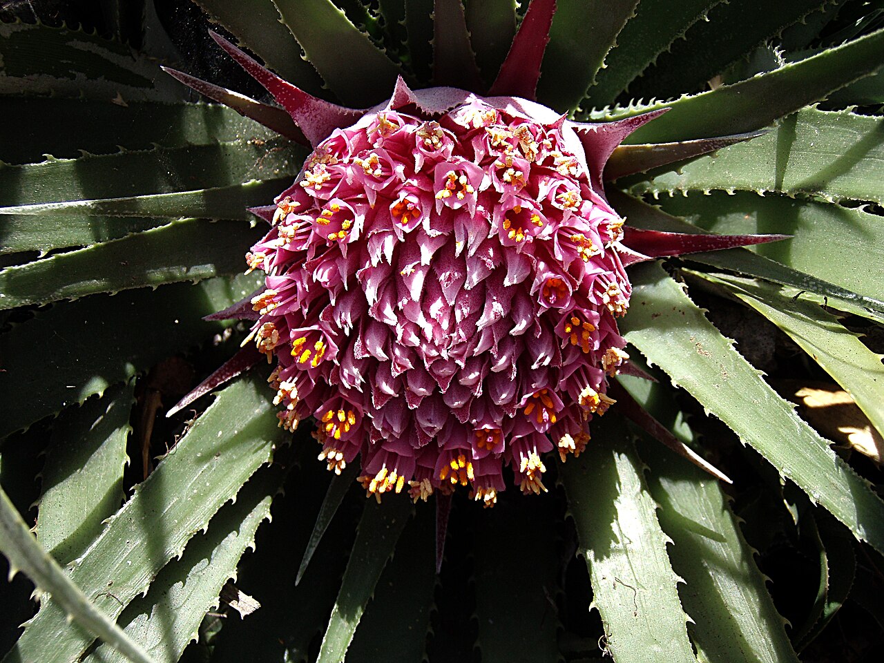 Guzmania hollinensis
