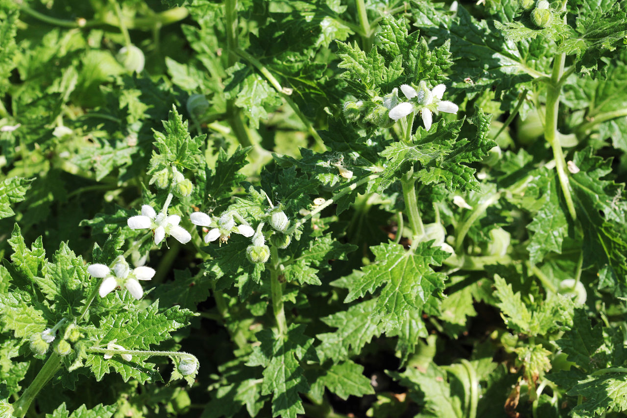 Blumenbachia insignis