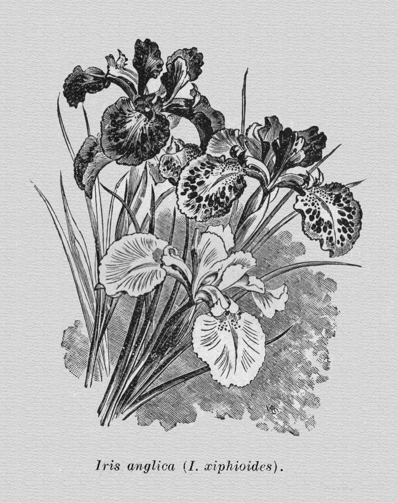 Iris jacquinii