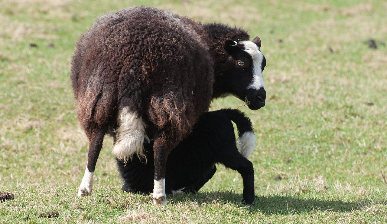 Balwen Welsh Mountain sheep